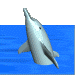 dolphin